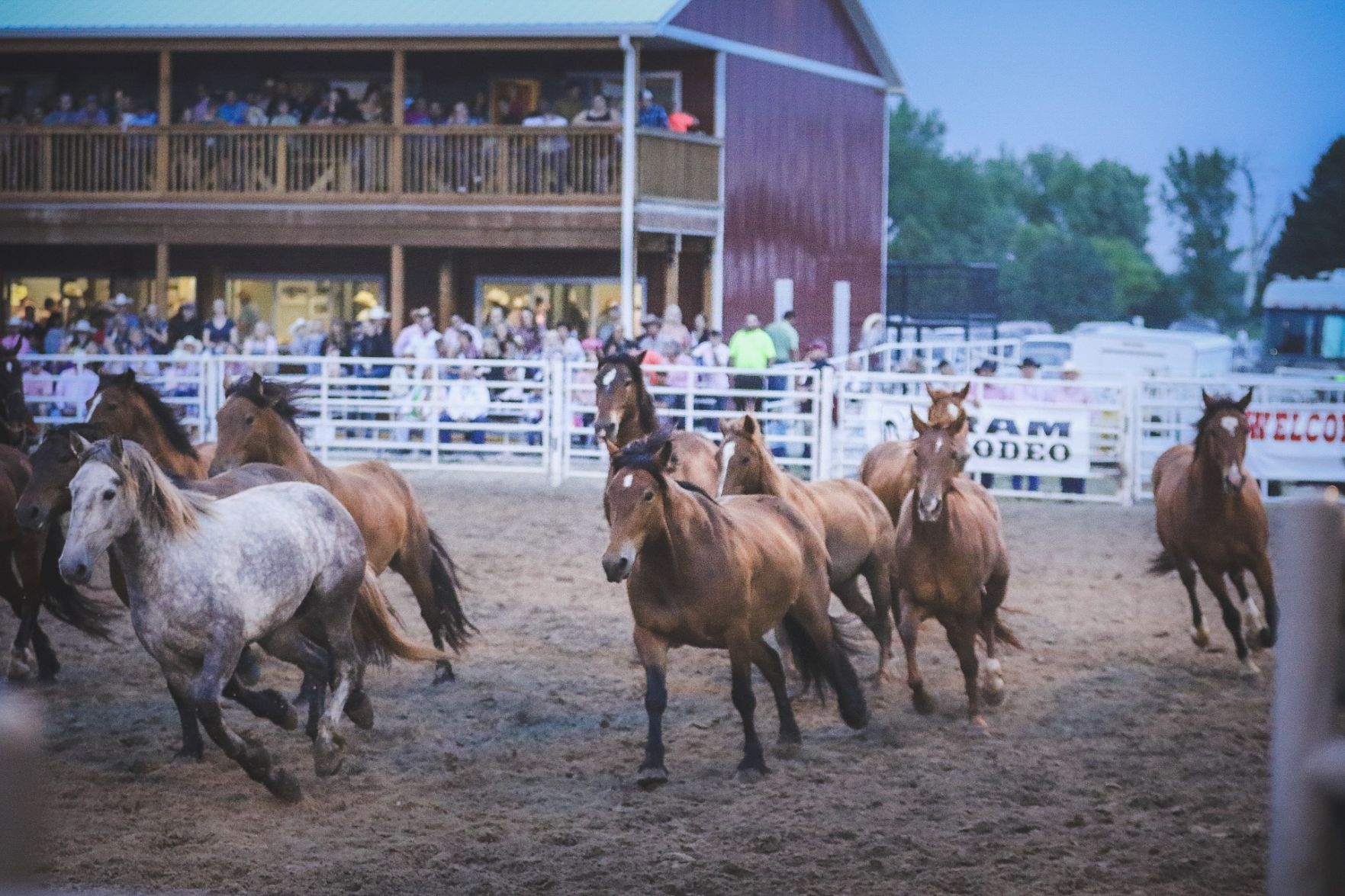 Buffalo Bill Rodeo Night 2 (29).jpg